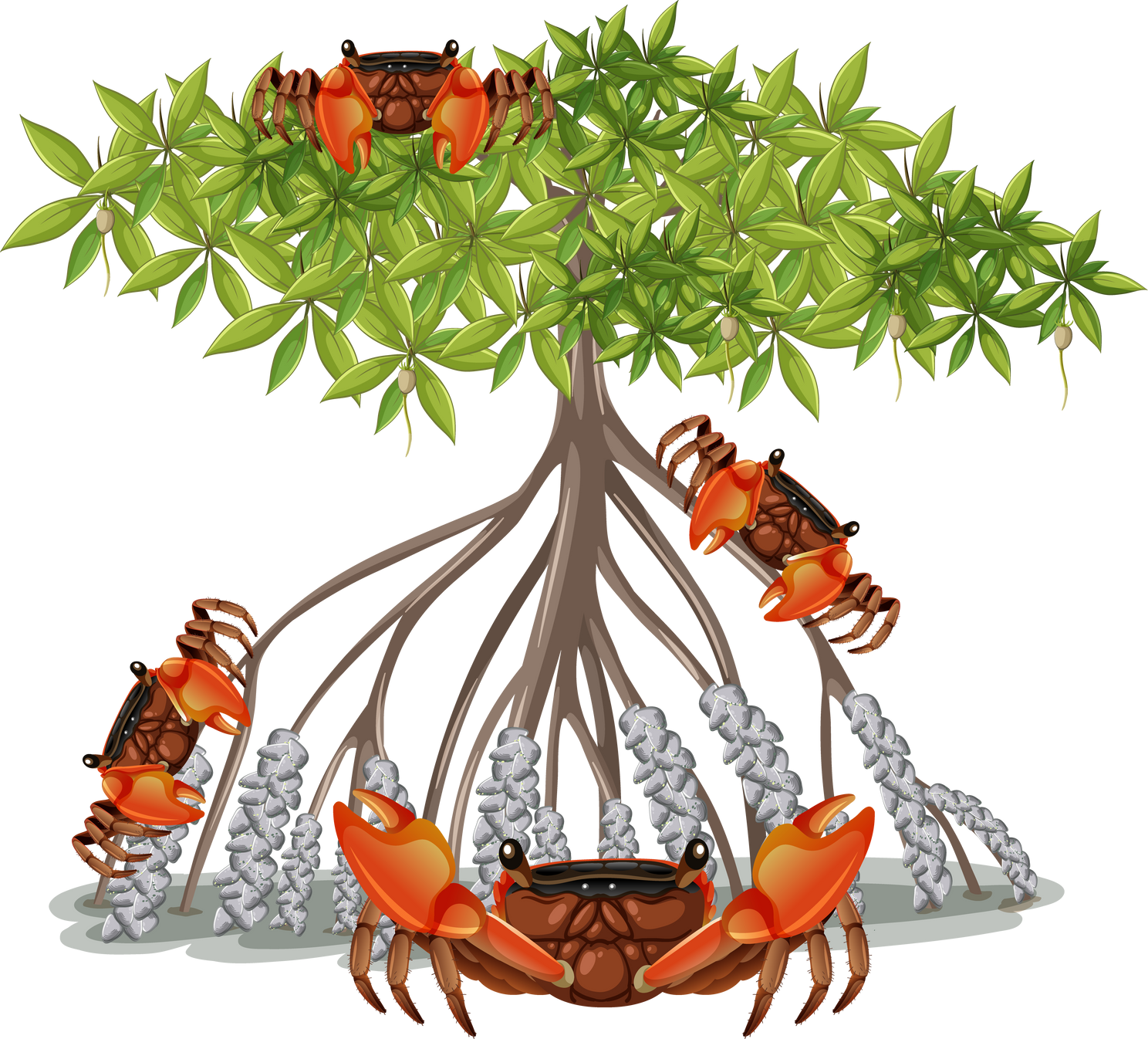 Mangrove Root Crab with Mangrove Tree in cartoon style on wh
